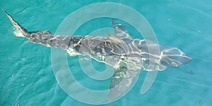 Great White shark (Carcharodon carcharias) in the water.