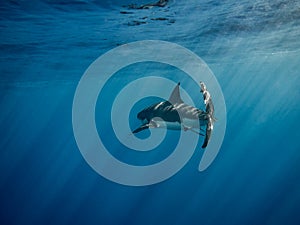 Great white shark caudal fin swimming under sun rays in the blue