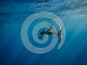Great white shark caudal fin swimming under sun rays in the blue photo