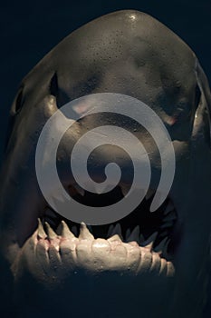 Great white shark. Close up of shark jaws and teeth.