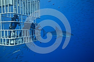 Great White Shark with Divers photo