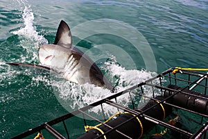 Great White Shark Diving into Water