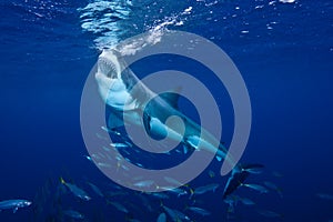 Great White Shark feeding at Guadalupe Island