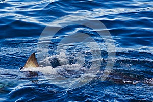Great white shark fin above water