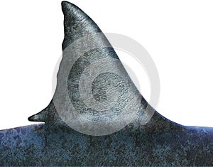 Great White Shark Fin, Isolated photo