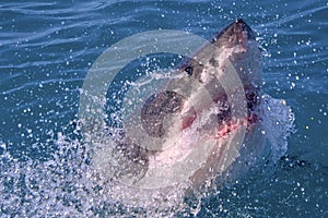 Great White Shark, Gansbaai, South Africa
