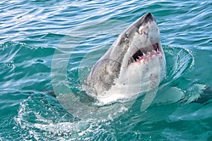 Great White Shark, Gansbaai, Western Cape, South Africa