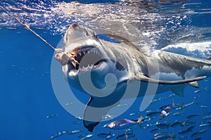 Great White Shark