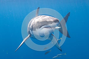 Great White Shark at Guadalupe Island