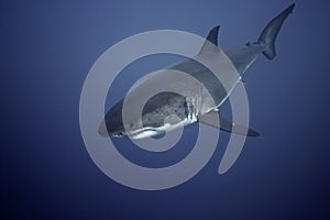 Great White Shark photo