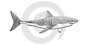 Great white shark hand drawing vintage engraving illustration