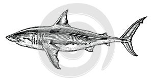 Great white shark hand drawing vintage engraving illustration photo