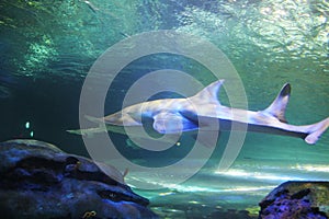 Toronto Aquarium white shark in blue