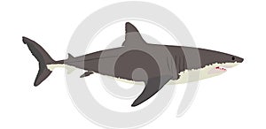 Great white shark  illustration isolated on white background. Sea predator. Danger on beach alert. Open jaws of beast.