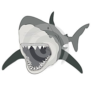 Great White Shark illustration, shark jaws