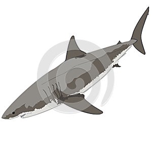 Great White Shark illustration, White Pointer
