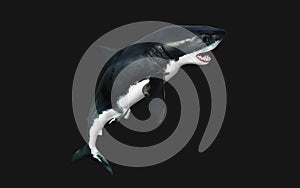 Great white shark isolate on black background with clipping path