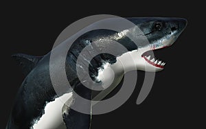 Great white shark isolate on black background with clipping path