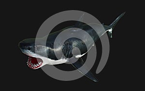 Great white shark isolate on black background with clipping path