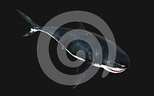 Great white shark isolate on black background with clipping path