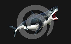 Great white shark isolate on black background with clipping path