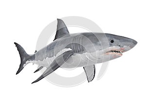 Great White Shark Isolated