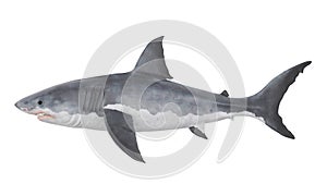 Great White Shark Isolated