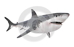 Great White Shark Isolated