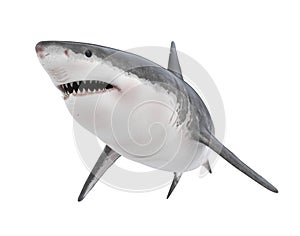 Great White Shark Isolated