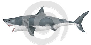 Great White Shark Isolated