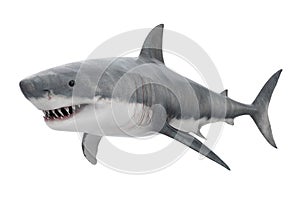 Great White Shark Isolated