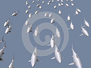 Great white shark isolated on background