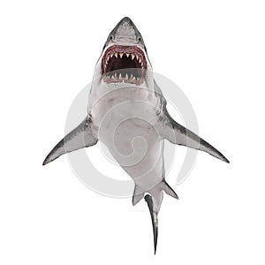 Great White Shark Isolated