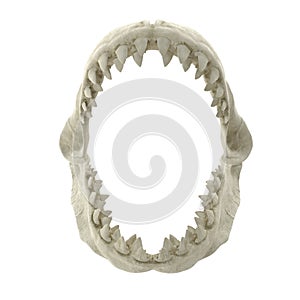 Great White Shark Jaw Bone 3D Illustration Isolated On White Background