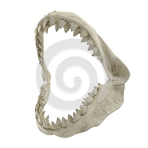 Great White Shark Jaw Bone 3D Illustration Isolated On White Background