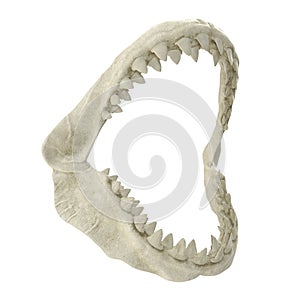 Great White Shark Jaw Bone 3D Illustration Isolated On White Background