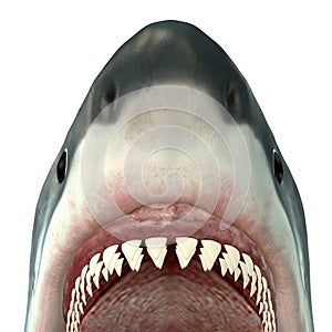 Il grande bianco squalo mascelle 