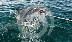 Great White Shark jumps out of the water and  grabs bait. Scientific name: Carcharodon carcharias. South Africa