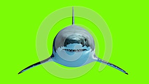 Great White Shark Megalodon on a green background. Two seamless looped 3d animations. 4K