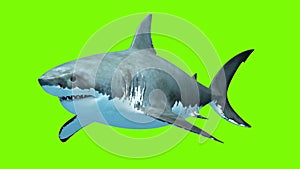 Great White Shark Megalodon on a green background. Two seamless looped 3d animations. 4K