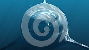 Great white shark megalodon. Realistic 3d animation 4K