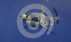 Great White Shark Mexico