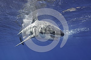 Great White Shark Mexico