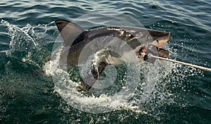 Great White Shark in ocean water an attack.