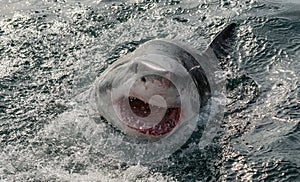 Great White Shark in ocean water an attack.