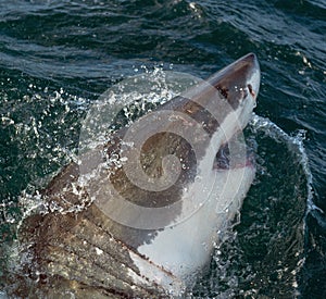 Great White Shark in ocean water an attack.