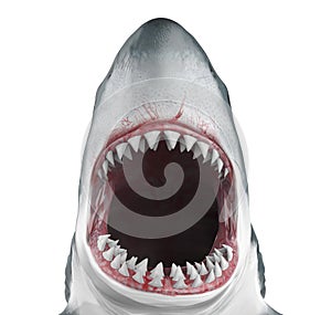 Great White Shark Open Mouth Isolated