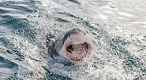 Great white shark with open mouth on the surface out of the water. Scientific name: Carcharodon carcharias.  South Africa