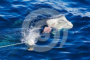 Great white shark with open mouth about to attack in watching sharks tour