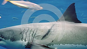 A Great White Shark rapidly chases bait in front of a camera.